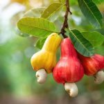 Cashew Market Report Nigeria - 2024