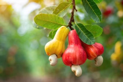 Cashew Market Report Nigeria - 2024