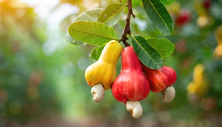 Cashew Market Report Nigeria - 2024