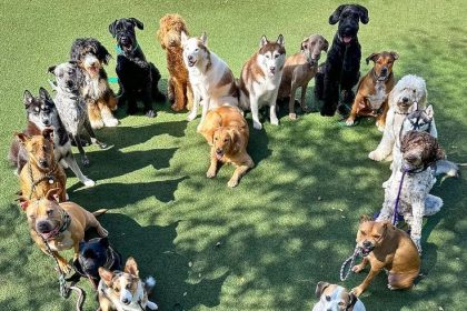 Dog Owners Community