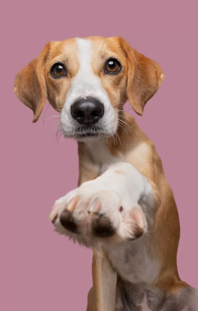 How to Start a Dog Owner Community in the U.S., and Why a .dog Domain Makes All the Difference 28 Dog domain 1