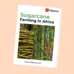 Sugarcane Farming in Africa