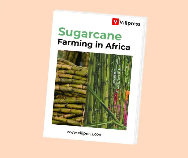 Sugarcane Farming in Africa