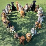 Dog Owners Community