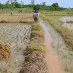 Côte D’Ivoire Rice Production