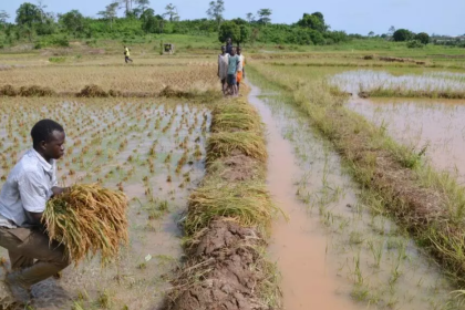 Côte D’Ivoire Rice Production