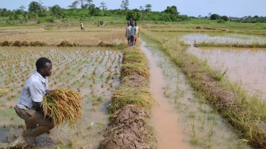 Côte D’Ivoire Rice Production